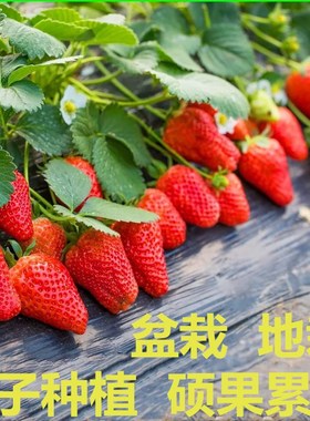Four season strawberry seedlings potted with soil, fruit, a