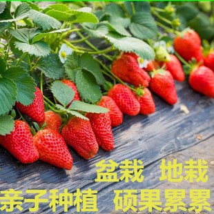 Four season strawberry seedlings potted with soil, fruit, a