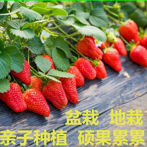 Four season strawberry seedlings potted with soil, fruit, a
