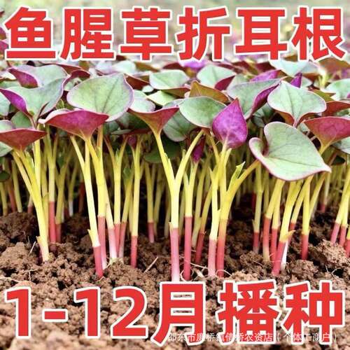 Houttuynia cordata folded ear root seedling fresh pot Guizh