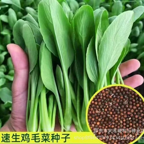 全新鸡毛菜种子种抗热耐寒蔬菜