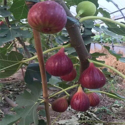 NewFruitTreeBojiRedWater