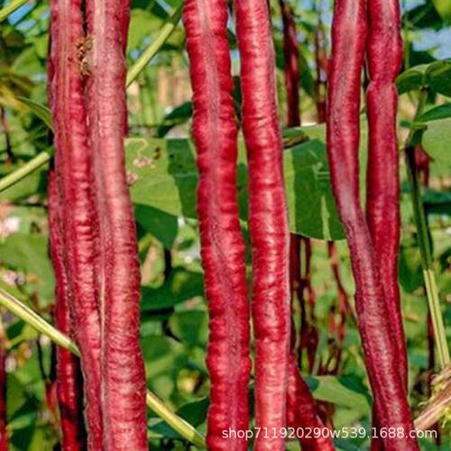 New October Red Winter Purple Long Bean Bean Harvest Cowher