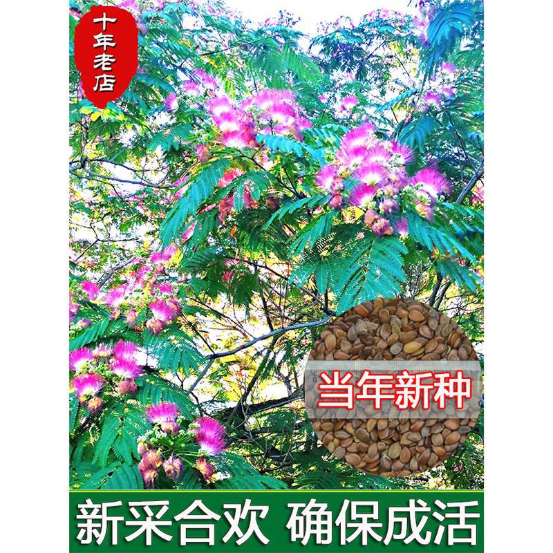 Acacia seeds, red flower Acacia, gold and silver Acacia, or