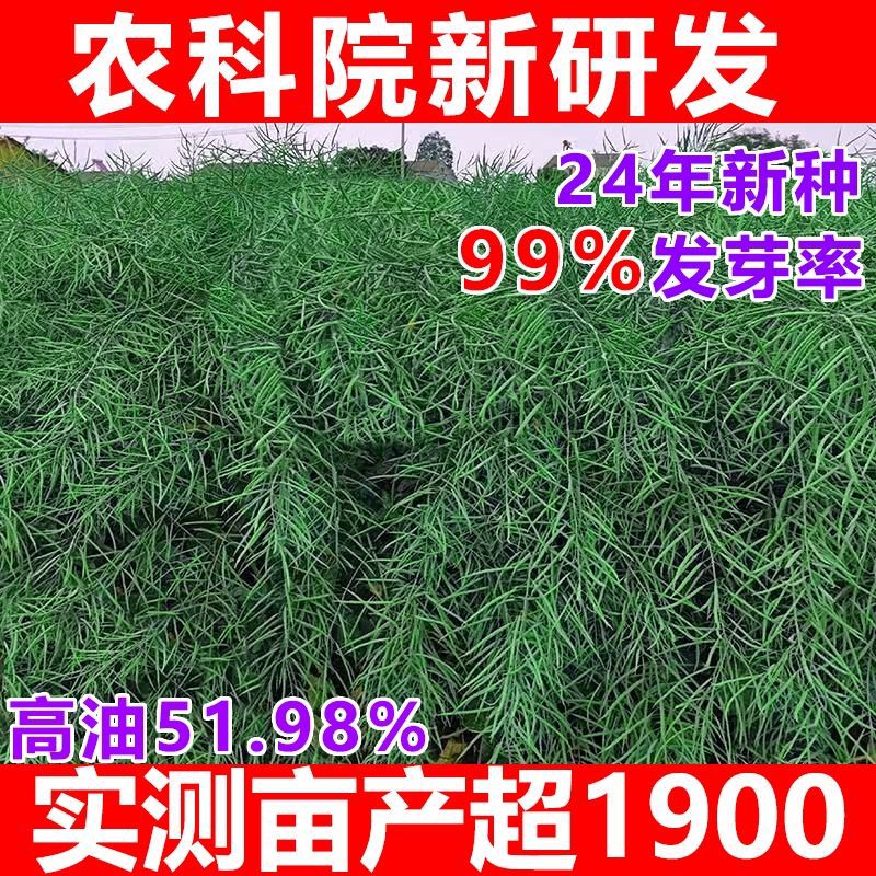 四川新研发油菜种子耐寒矮杆抗倒图片
