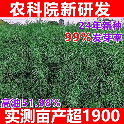 四川新研发油菜种子耐寒矮杆抗倒