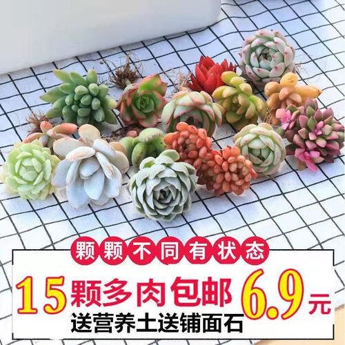 SucculentSelectionSucculent
