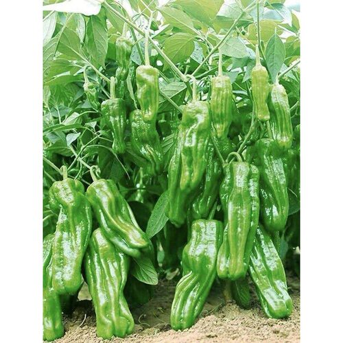 New seedling thin skinned green pepper balcony pot vegetabl