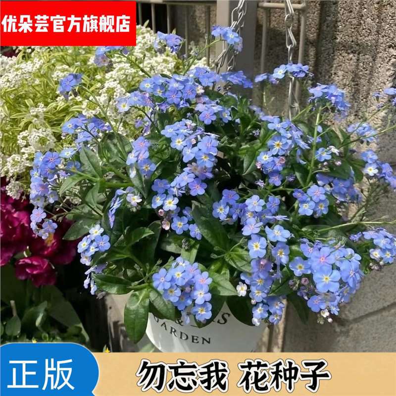 Don't forget me, seeds repel mosquitoes, perennial star sha