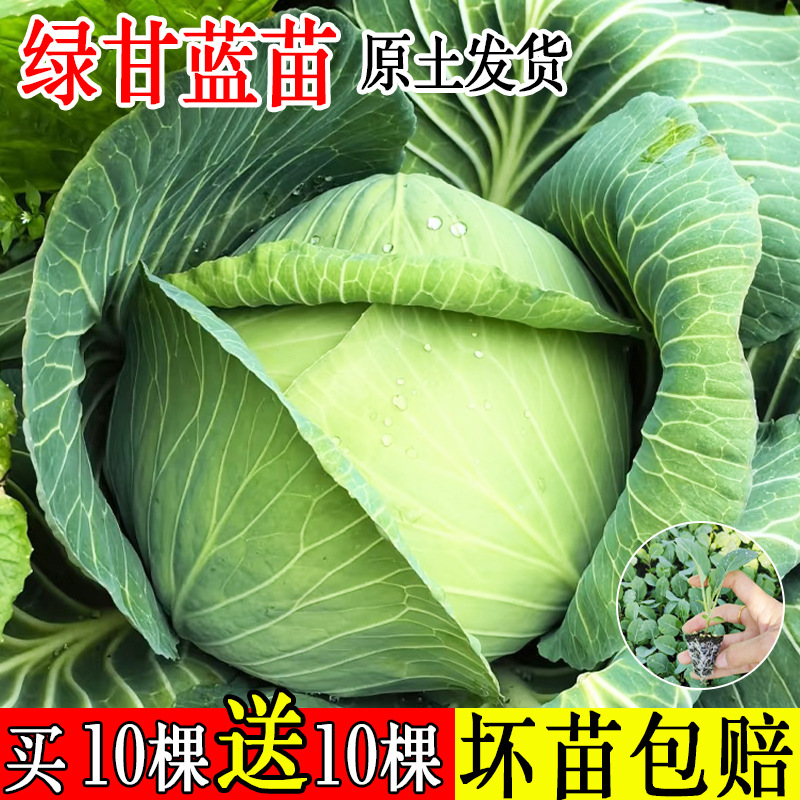 Green cabbage seedlings, cabbage seedlings, cabbage seedlin