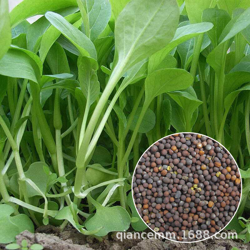 Vegetable seeds, seasonal bok choy, chicken feather vegetab
