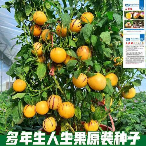 Ginseng fruit Balcony Ginseng fruit Planting Basin Fruit T-