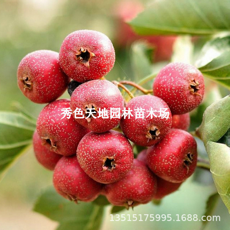 New Authentic Big Gold Star Extra Large Sweet Seedless Hawt - 实物图