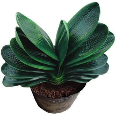 Exquisite gentlemen, big seedlings, potted plants, indoor a