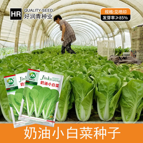 Cream Cabbage Spring and Summer Pot Easy Vegetable Quick Ve