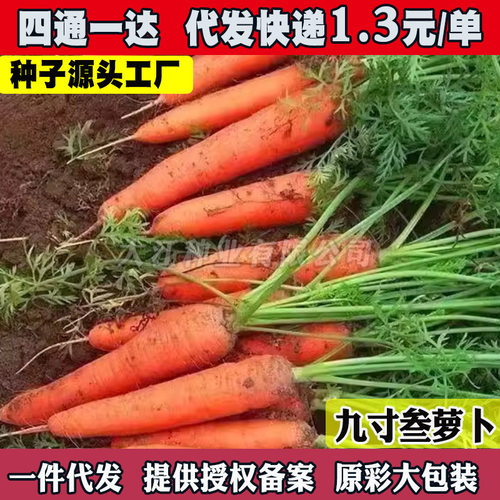 Fruit, Carrot, Vegetable, Farmhouse Carrot, Sweet and Crisp