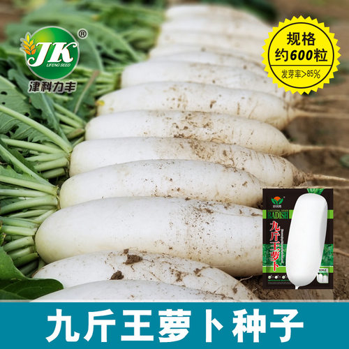 大量九斤王大白萝卜种子南畔洲晚