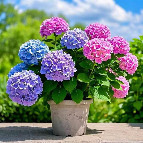 Embroideredballflowerseedl