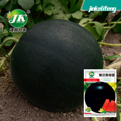 Lazy Man Black Landmine Watermelon Black Skin Red Meat Roun