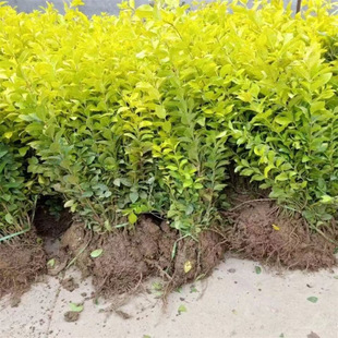 Jinye Ligustrum lucidum garden greening saplings, hedgerows