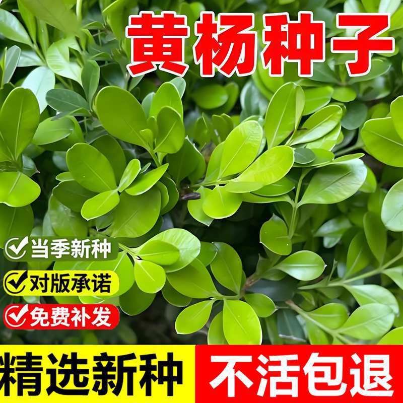 Newly harvested boxwood seeds, melon seeds, boxwood trees,