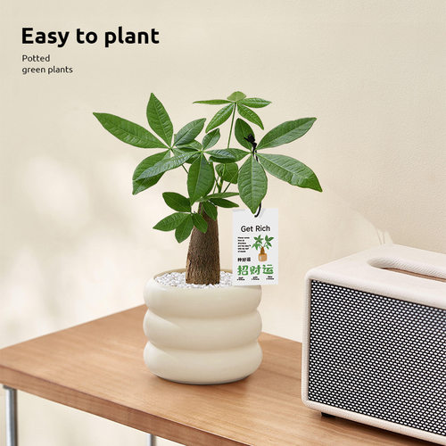 WealthTreePotOfficeDeskto
