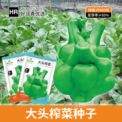 Big Head Fuling Mustard Pickled Vegetables Pickled Vegetabl