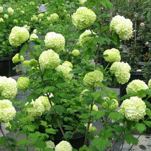 Chinese wooden pot saplings, large flowers, embroidered bal