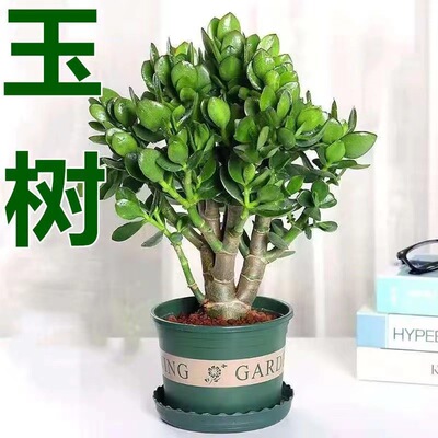 NewYushupotsucculentoldp