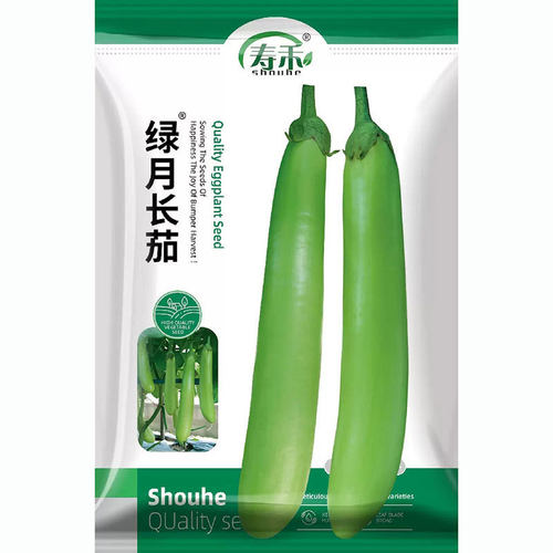 Green Long Seedlings, Green Eggplants, Green Round Eggplant