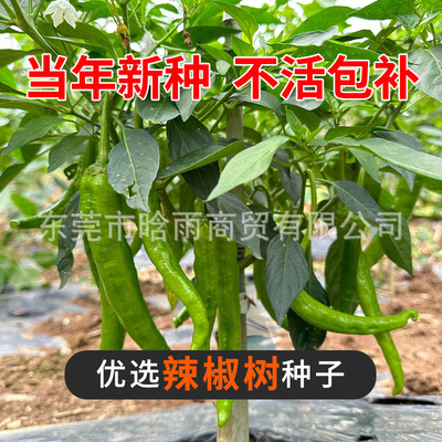 Chili tree seedlings, sun terrace seedlings, vegetable seed