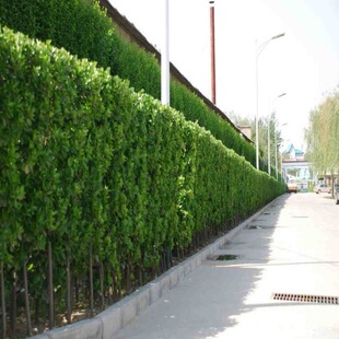 Holly hedge saplings, fence plants, Hokkaido boxwood seedli