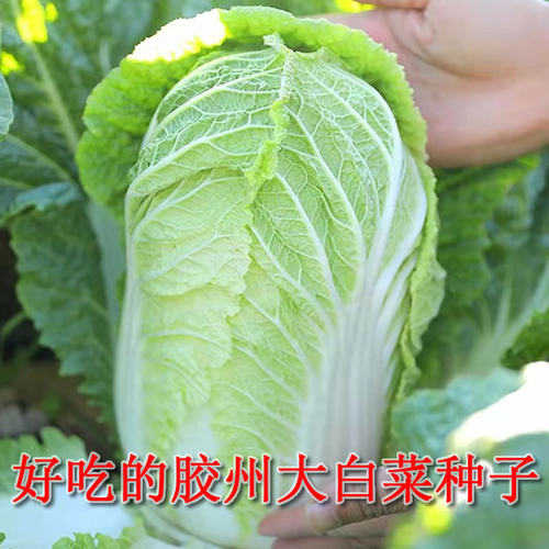 Authentic Jiaozhou Chinese Cabbage Disease Resistant Cabbag