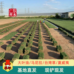 Real grass block, Taiwan grass roll, Guangdong real grass,