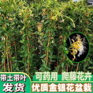 Gold and silver flower pots, edible medicinal vines, plant