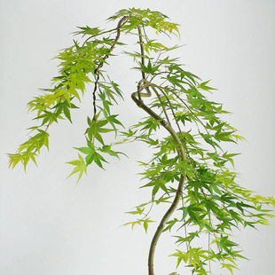 New Maple Pot sapling indoor design Flowing Spring Maple Tr