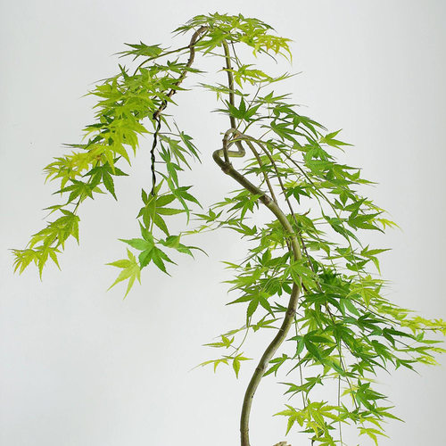 NewMaplePotsaplingindoor
