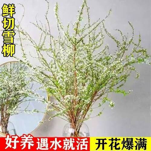 NewNewYearsEvedrybranch