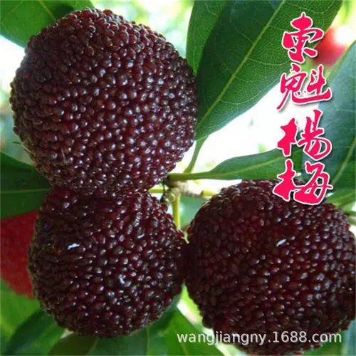NewDongkuiMiaoguoYangmeis