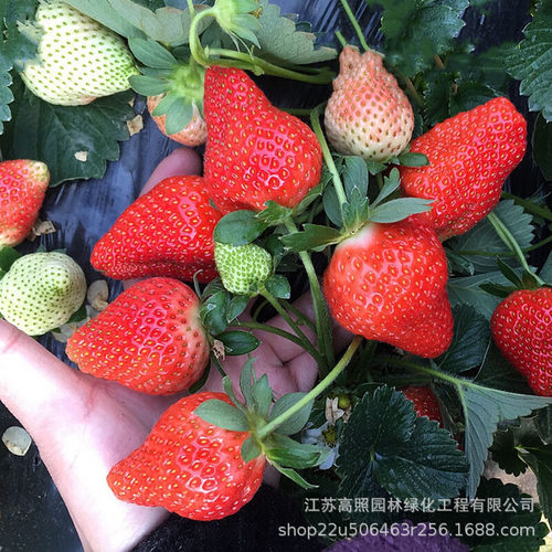 NewHeyangPlantsClimbingPl
