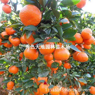 Seedless Sugar Orange Seedlings Ugly Orange Seedlings Groun