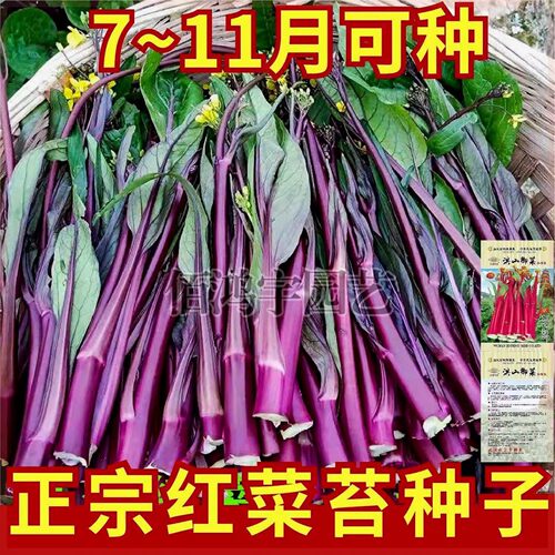 New Honghong Caixin Authentic Hongshan Vegetable Moss Cold