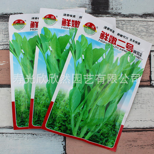 New style pea pointed seedling vegetable dragon beard veget