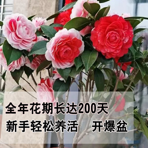 Newsaplingscamelliaflower