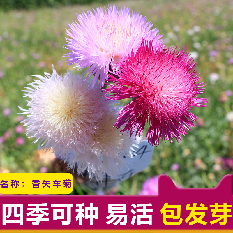 Viewing flower seeds, cornflower seeds, garden greening lan