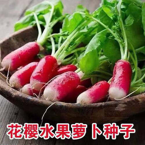 New Little Flower Cherry Pink Sweet Crispy Fruit Radish Spr