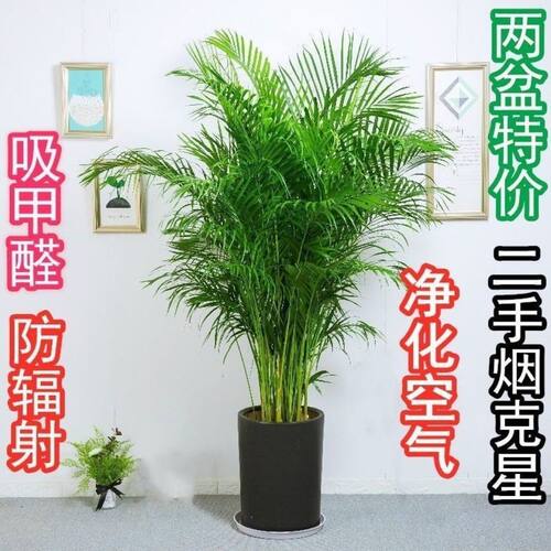 NewOriginalPotGoodLargeF