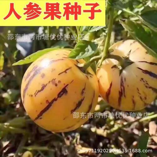 Authentic Ginseng fruit Fruit Life Fruit Basin T-shirt Shor