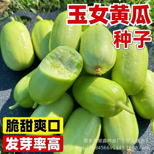 Mini Cream Jade Girl Fruit Raw Cucumber Vegetable Original
