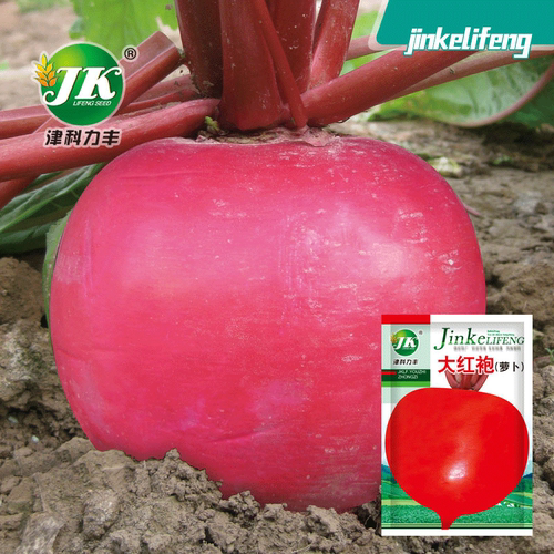 Robe Radish Northeast Big Red Rich Red Skin White Meat Vege